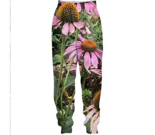 echinacea longi