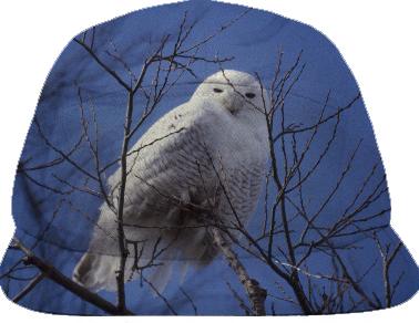 Snowy White Owl Arctic Bird against Blue Sky