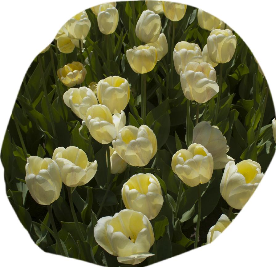 Boston Gardens White Tulips