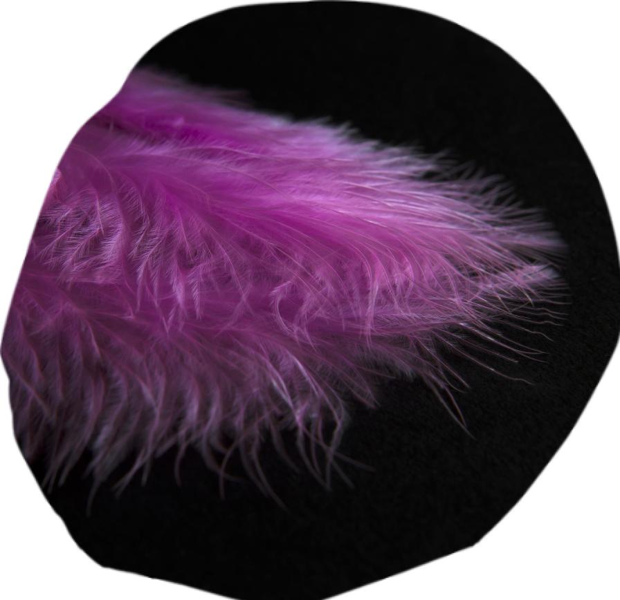 Feather in purple