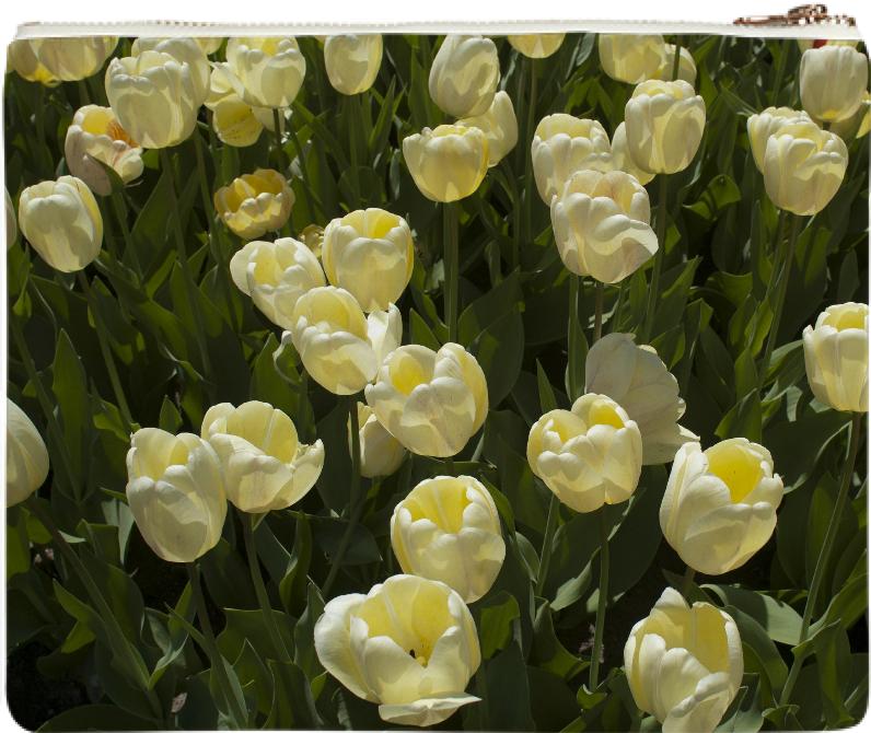 Boston Gardens White Tulips