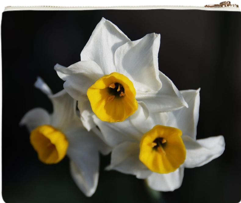 Narcissus clutch