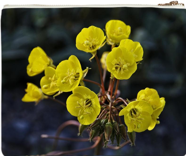 Wild Yellow Flowers from Death Valley clutch
