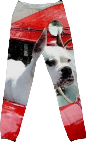 White Boxer Dog in sportscar cotton pants