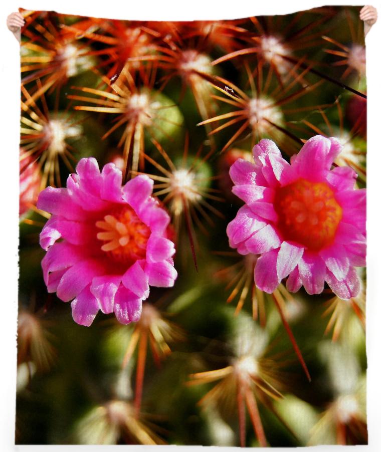 Cactus Flower