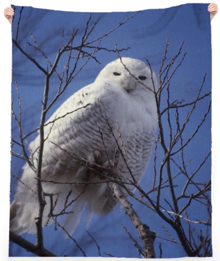 Snowy White Owl Arctic Bird against Blue Sky