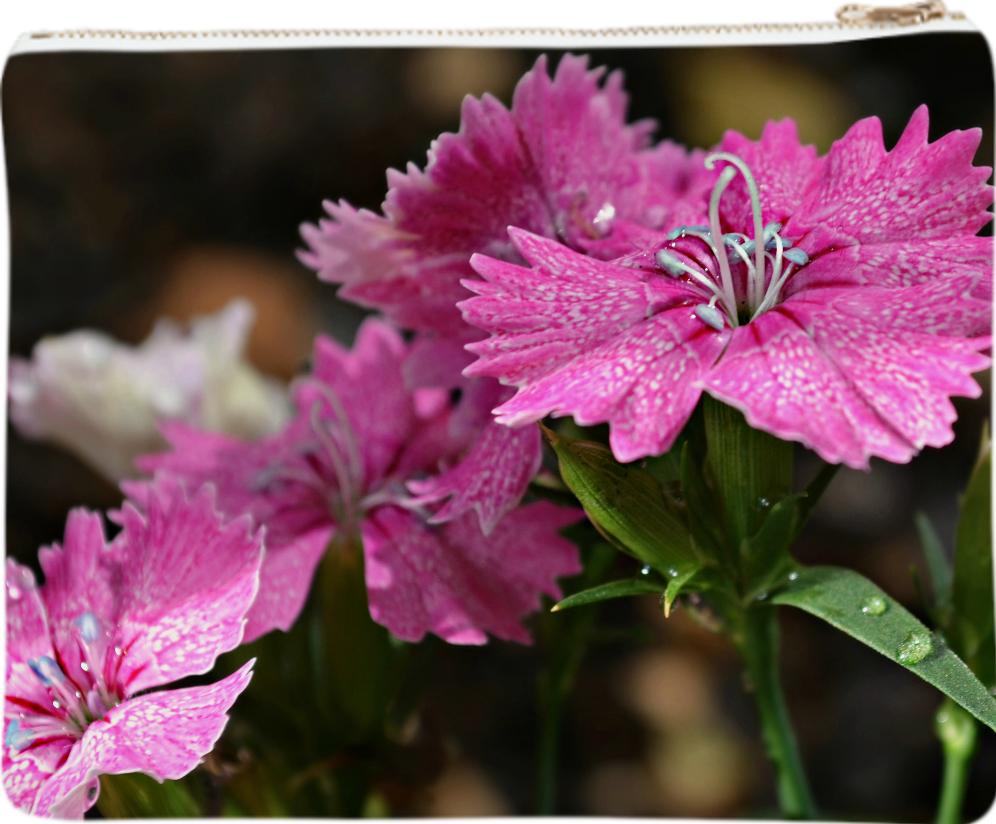 The Dianthus of the Divine Clutch Purse