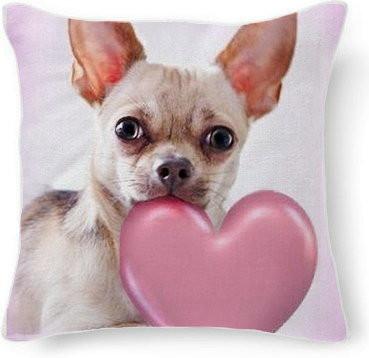 Pink Chihuahua dog