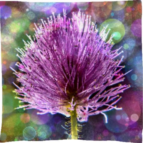 Beautiful Purple Flower Floral Design Bokeh Circles Fantasy Flairs Graffiti Altered Art Photo