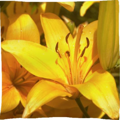 Yellow Day Lilies VI