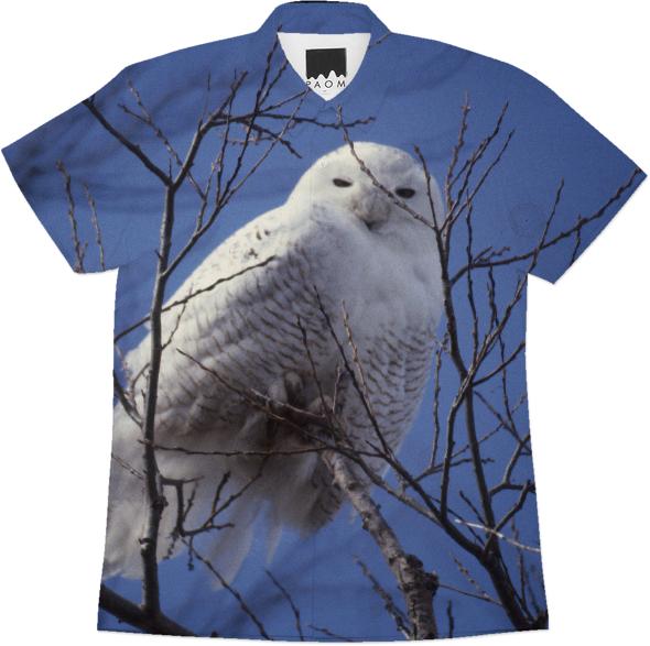 Snowy White Owl Arctic Bird against Blue Sky