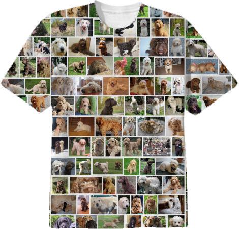 LABRADOODLE IMAGE SEARCH