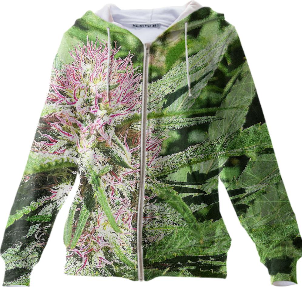 coco Kush Goecon duez